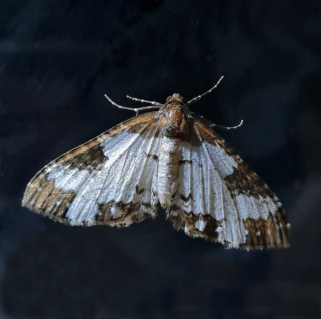 Melanthia catenaria