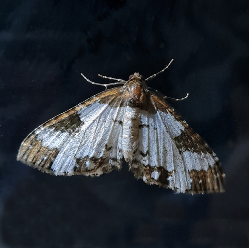 Melanthia catenaria