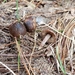 Inocybe ericetorum - Photo (c) Stephen Russell, alguns direitos reservados (CC BY-NC), uploaded by Stephen Russell