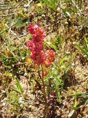 Rumex sagittatus