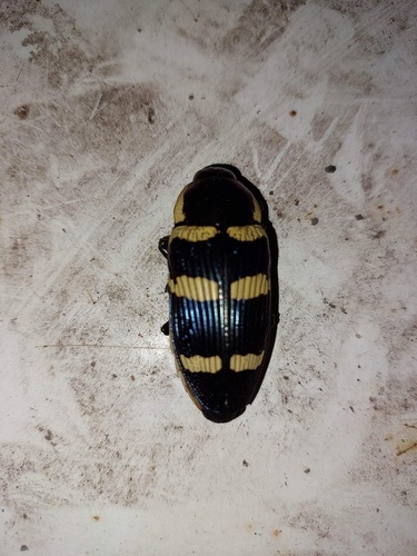 Temognatha fortnumii · iNaturalist