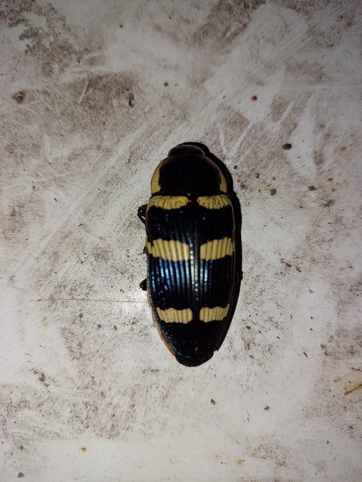 Temognatha fortnumii · iNaturalist