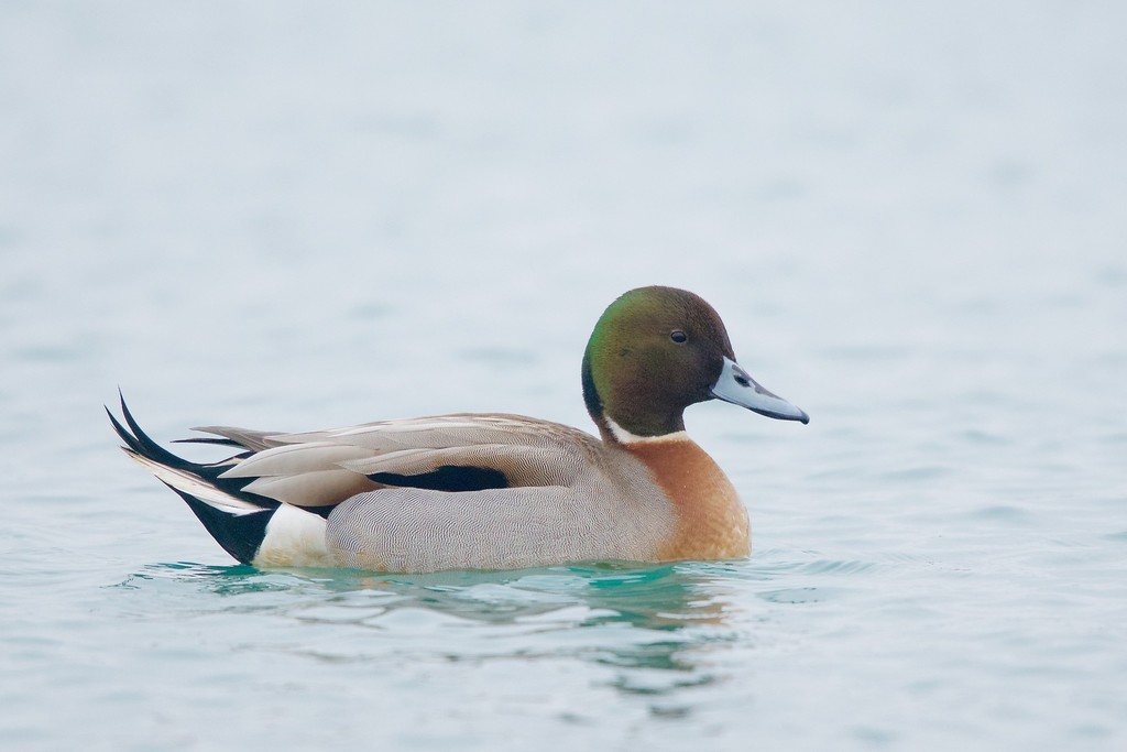 Northern Pintail x Mallard
