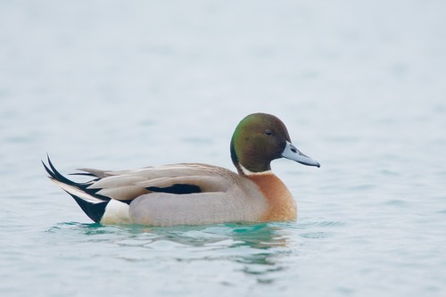 Northern Pintail x Mallard
