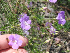 Agalinis strictifolia