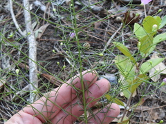 Agalinis strictifolia