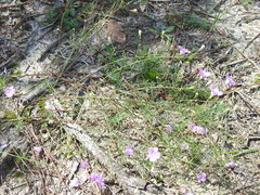 Agalinis strictifolia