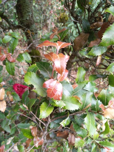 Moru Oak (Quercus floribunda)