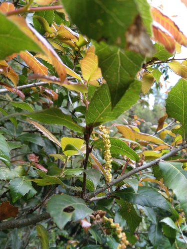Image of Quercus floribunda by (c) Ramnarayan K, some rights reserved (CC BY)