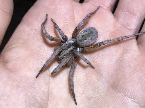 Field Wolf Spider photo 2