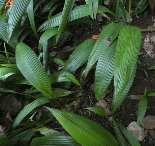 Setaria palmifolia observed 2023-03-25