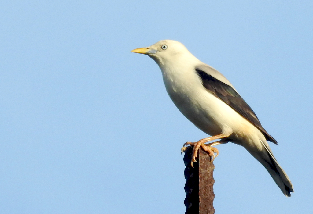 White-Headed Starling