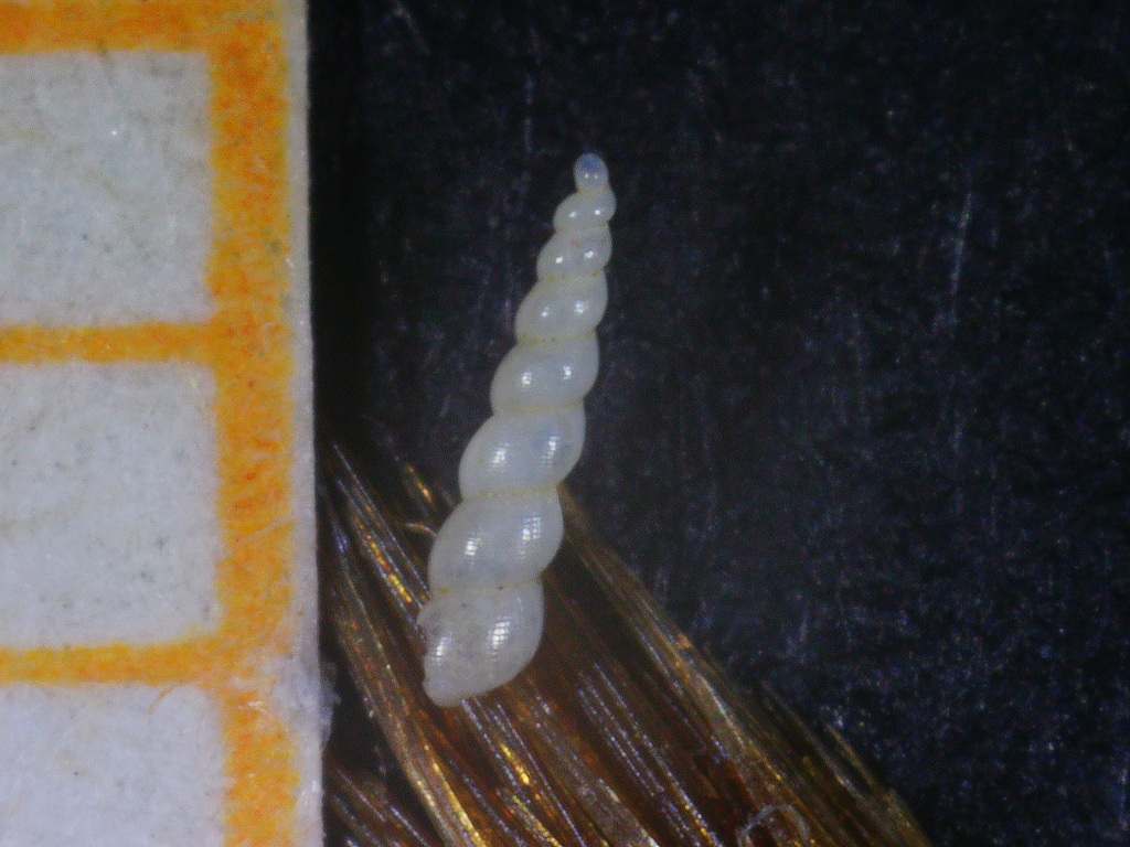 Ebala