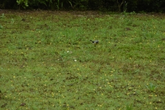 Motacilla cinerea patriciae