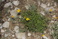 Wedelia acapulcensis