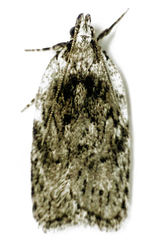 Phaeosaces compsotypa