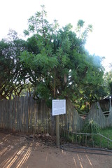 Kigelia africana africana