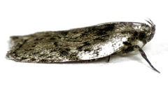 Phaeosaces compsotypa