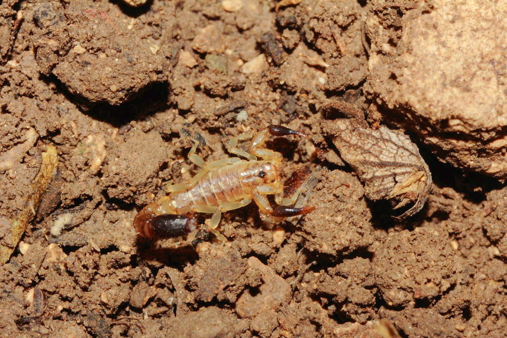 Wauer's Scorpion