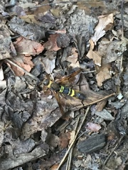 Eriotremex formosanus