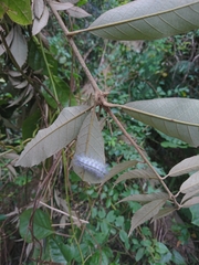 Susica sinensis