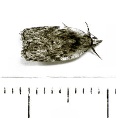 Phaeosaces compsotypa