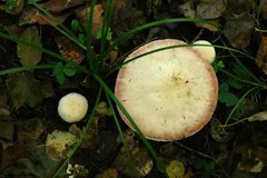 Agaricus silvicolisimilis