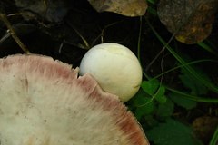Agaricus silvicolisimilis