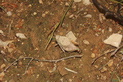 Phrynotettix robustus