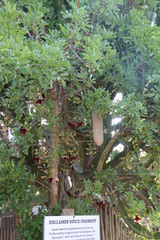 Kigelia africana africana