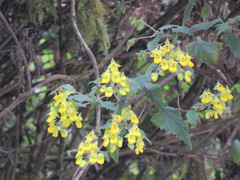 Calceolaria perfoliata