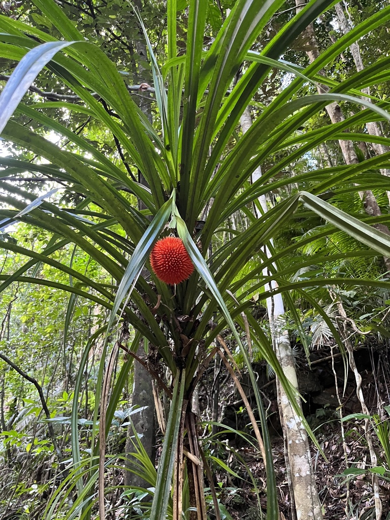 Scrub Breadfruit