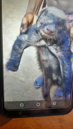 Ratel