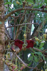 Kigelia africana africana