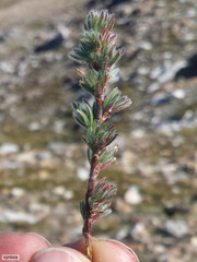 Cliffortia weimarckii