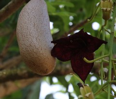 Kigelia africana africana