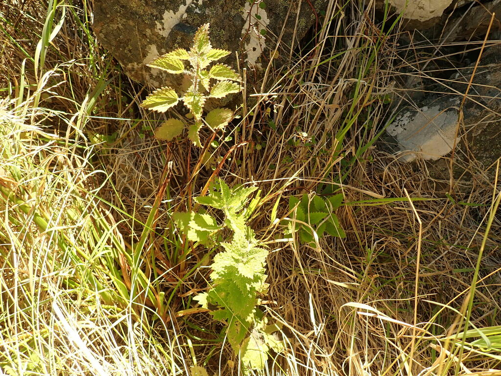 Urtica aspera