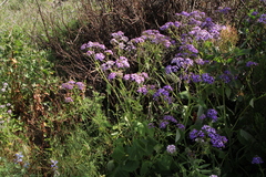 Pericallis papyracea image