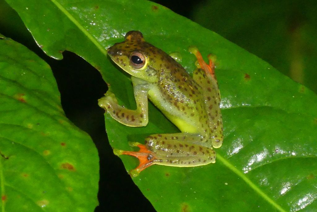Bengkulu Flying Frog