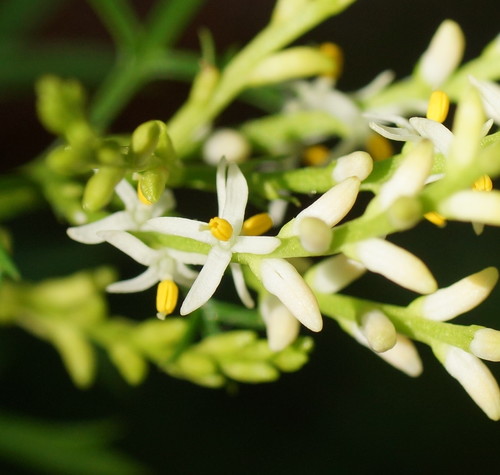 Symphionema montanum R.Br.