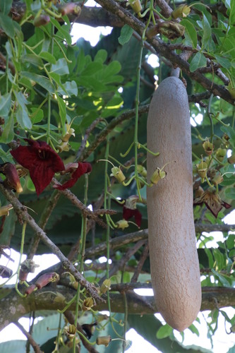 Sausage tree