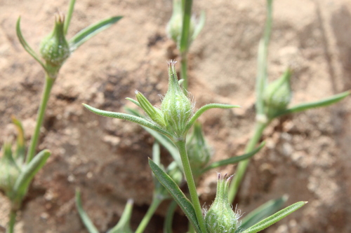 Silene tridentata image