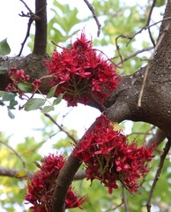 Schotia brachypetala