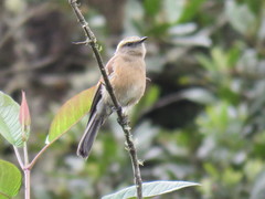 Ochthoeca fumicolor