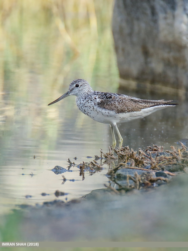 gr-nschenkel-madeira-birds-wasserv-gel-inaturalist