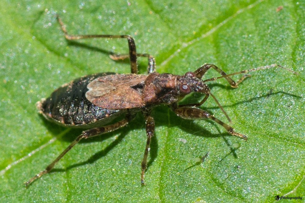 Ant Damselbug