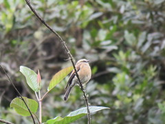 Ochthoeca fumicolor