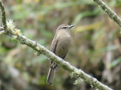 Myiotheretes fumigatus