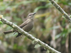 Myiotheretes fumigatus