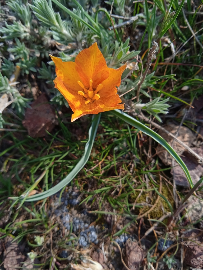 Tulipa intermedia
